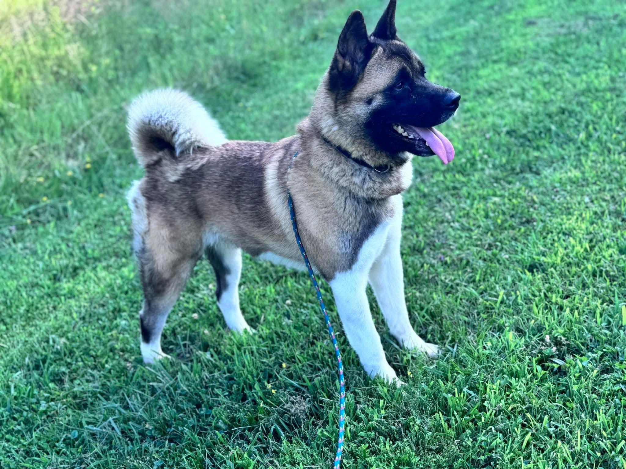 Penny, a Adoptable Akita in Irwin, PA image 1/6
