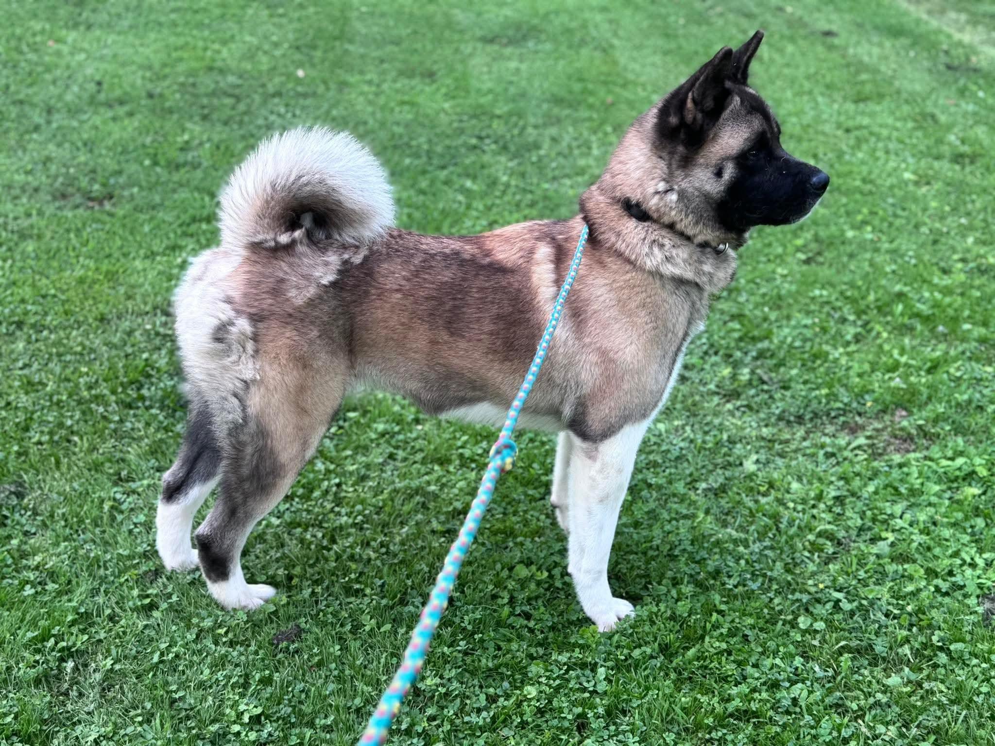 Penny, a Adoptable Akita in Irwin, PA image 2/6