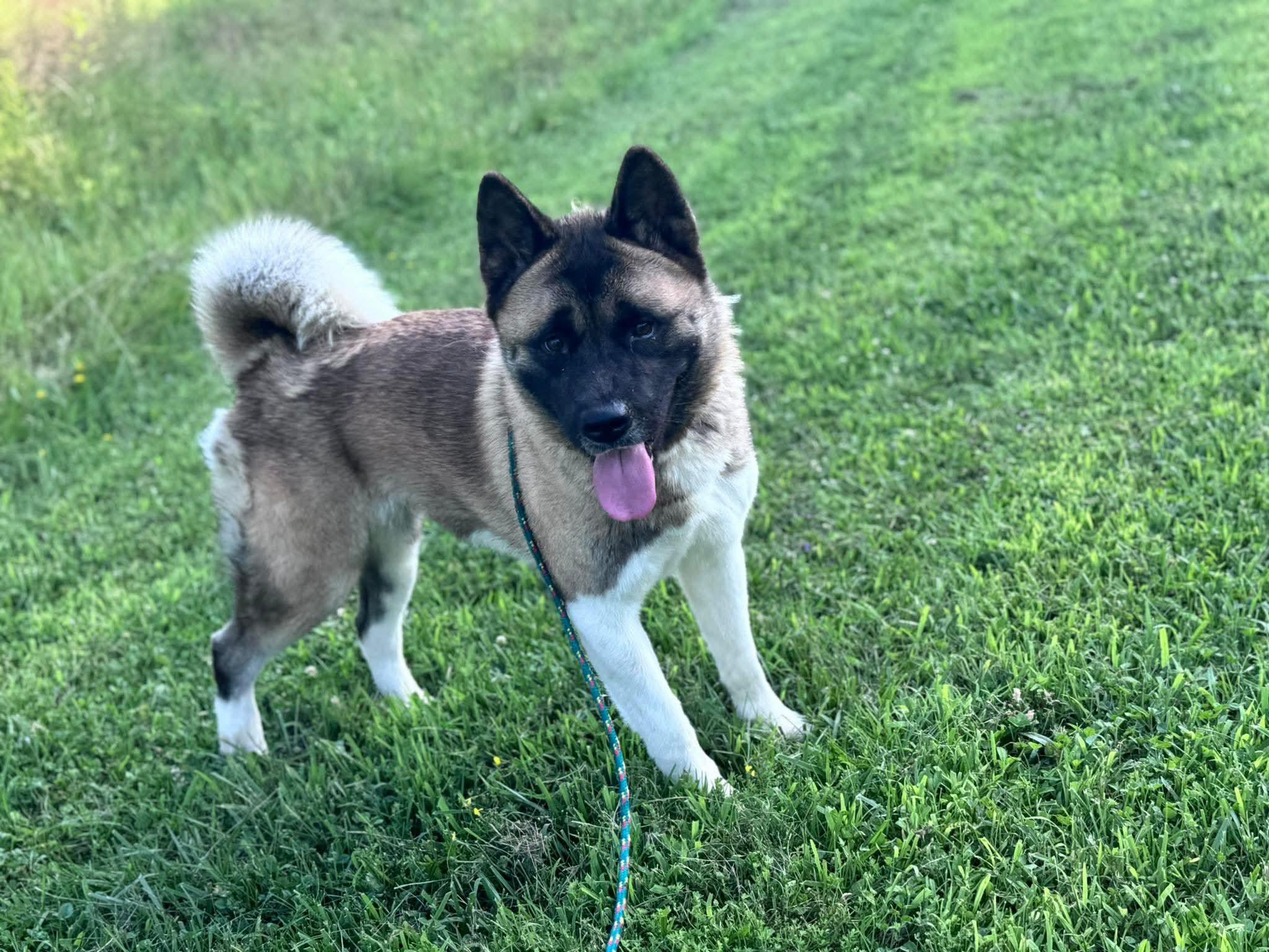 Penny, a Adoptable Akita in Irwin, PA image 3/6