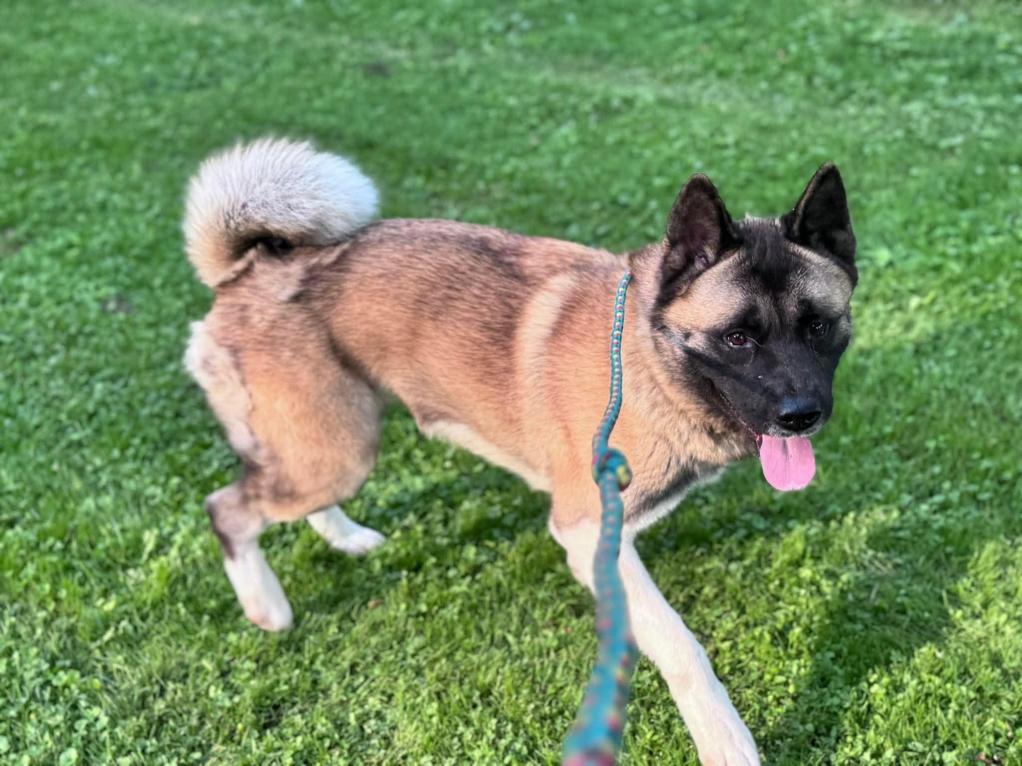 Penny, a Adoptable Akita in Irwin, PA image 4/6