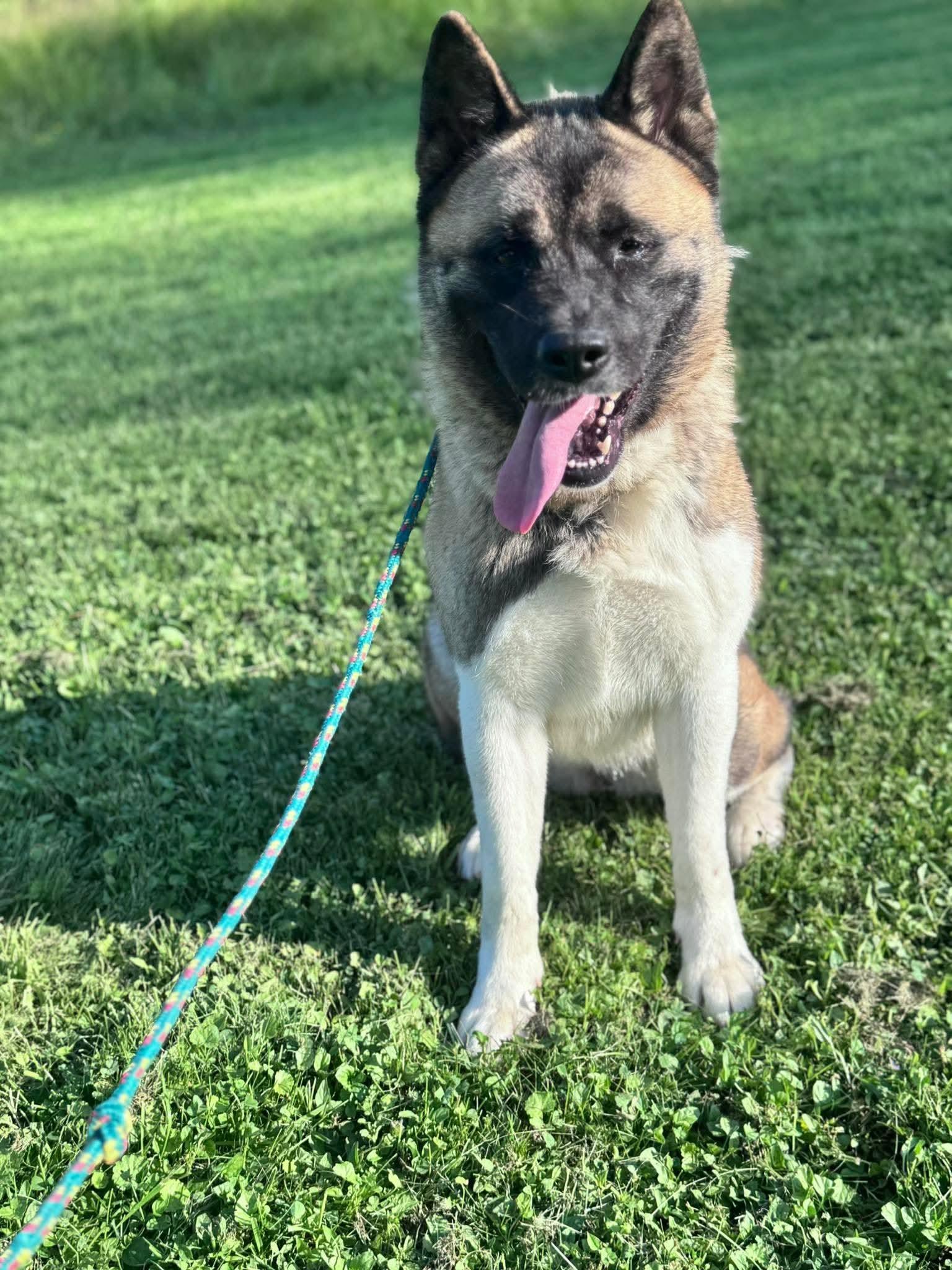 Penny, a Adoptable Akita in Irwin, PA image 5/6