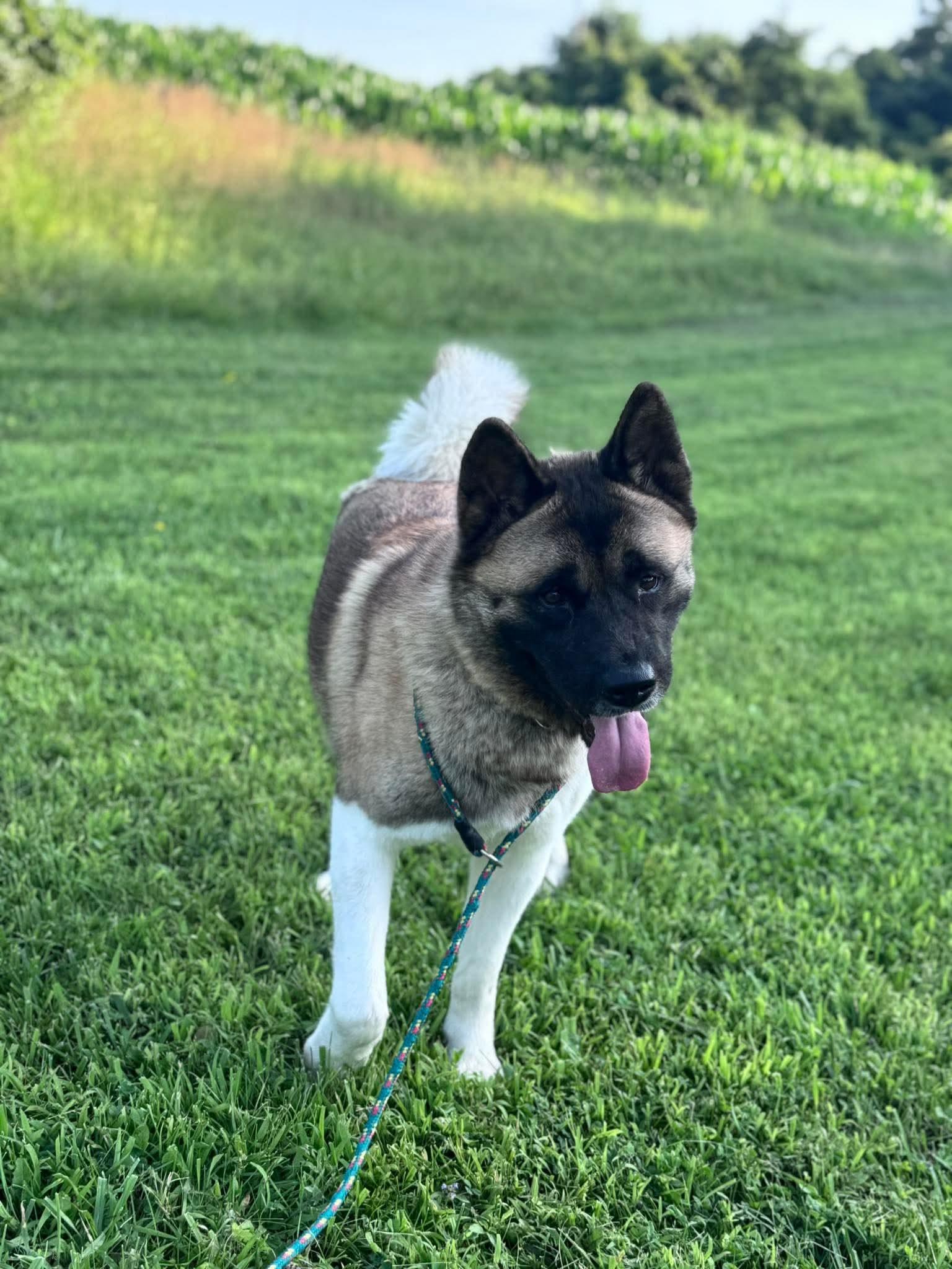 Penny, a Adoptable Akita in Irwin, PA image 6/6