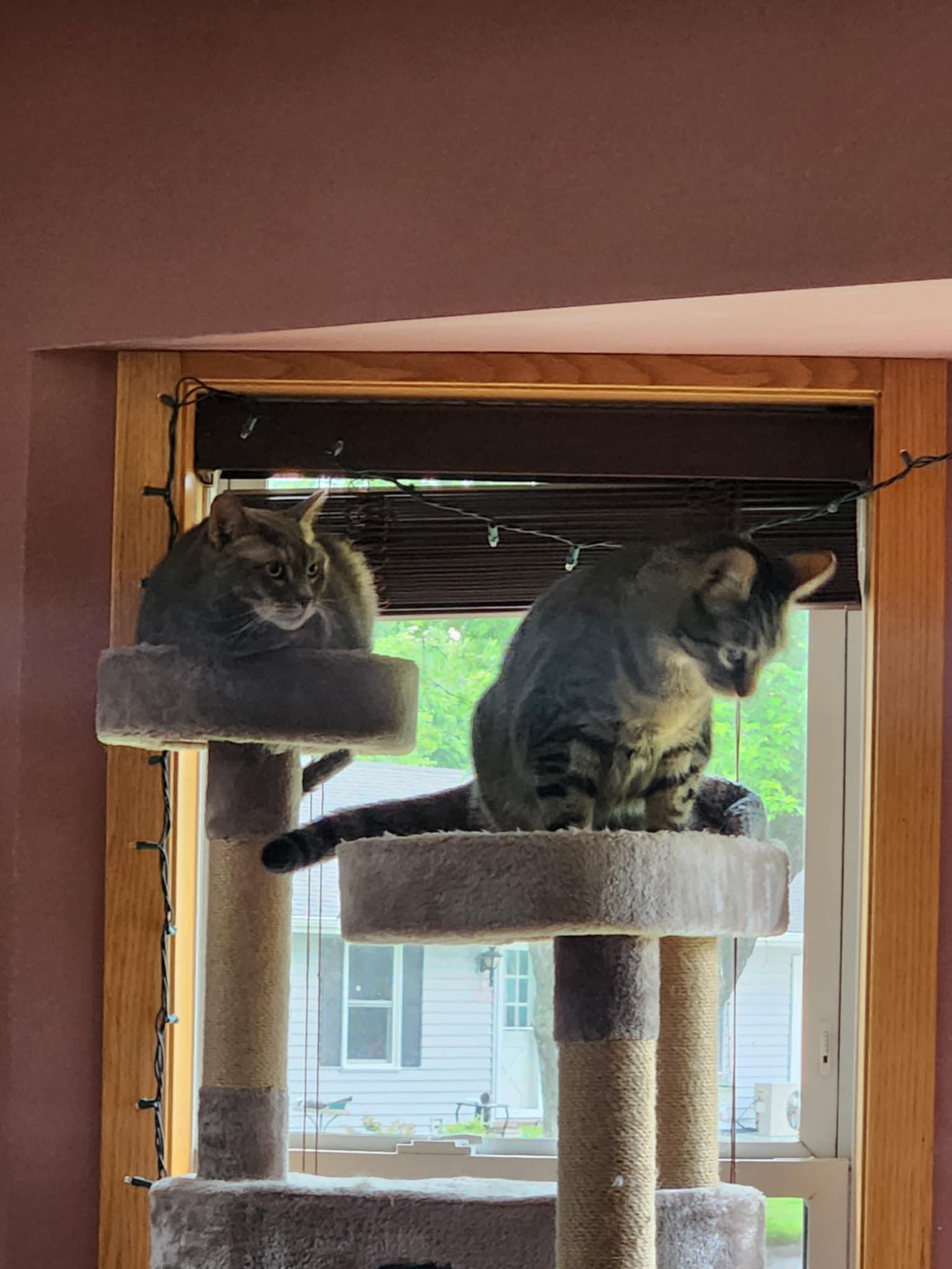 Pee Wee (bonded with Peanut)