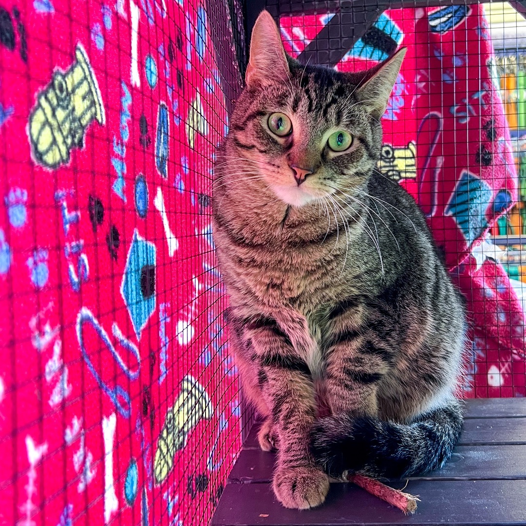 Pee Wee (bonded with Peanut), a Adoptable Domestic Short Hair in Madison , WI image 3/6