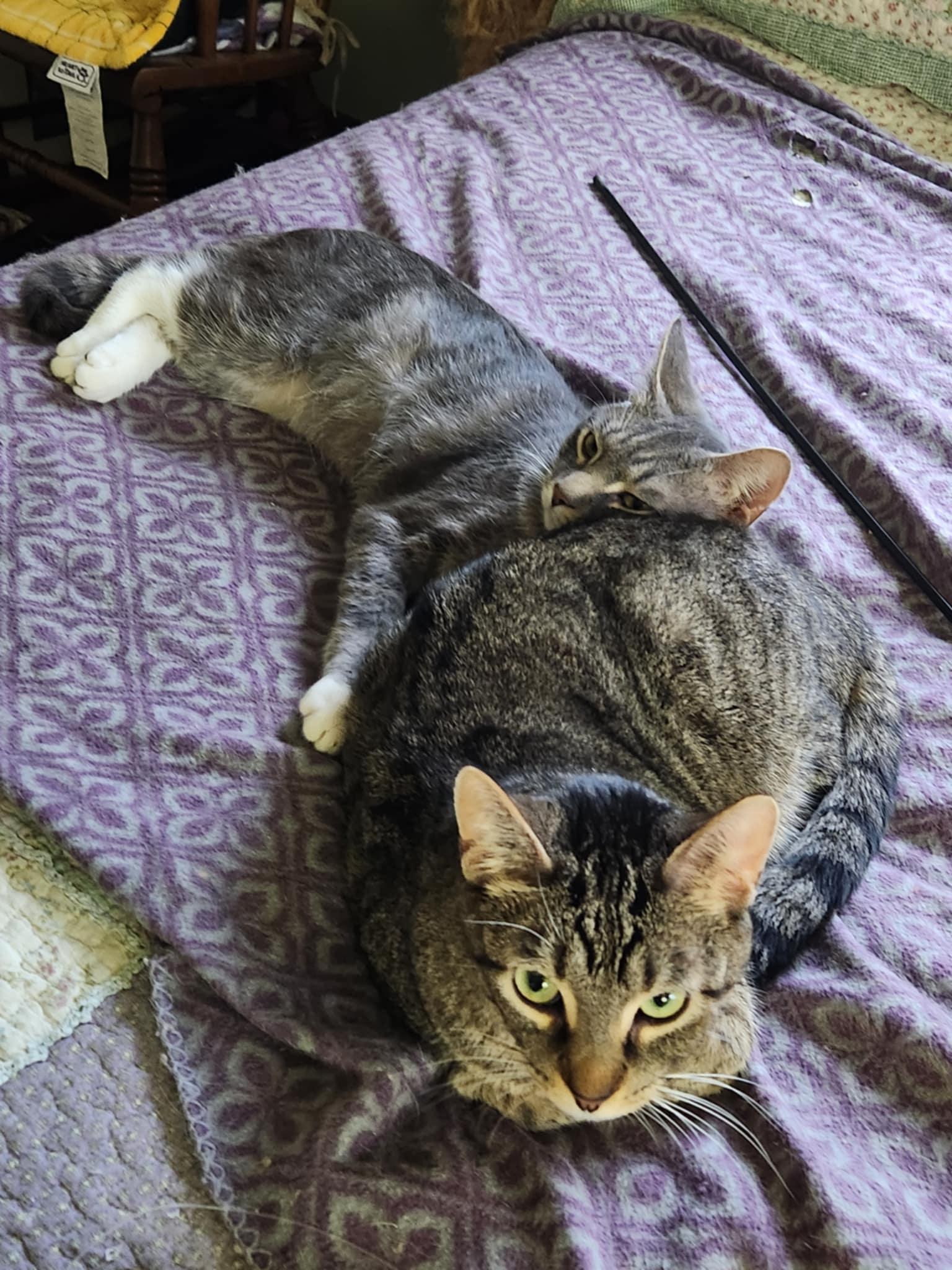Pee Wee (bonded with Peanut), a Adoptable Domestic Short Hair in Madison , WI image 4/6