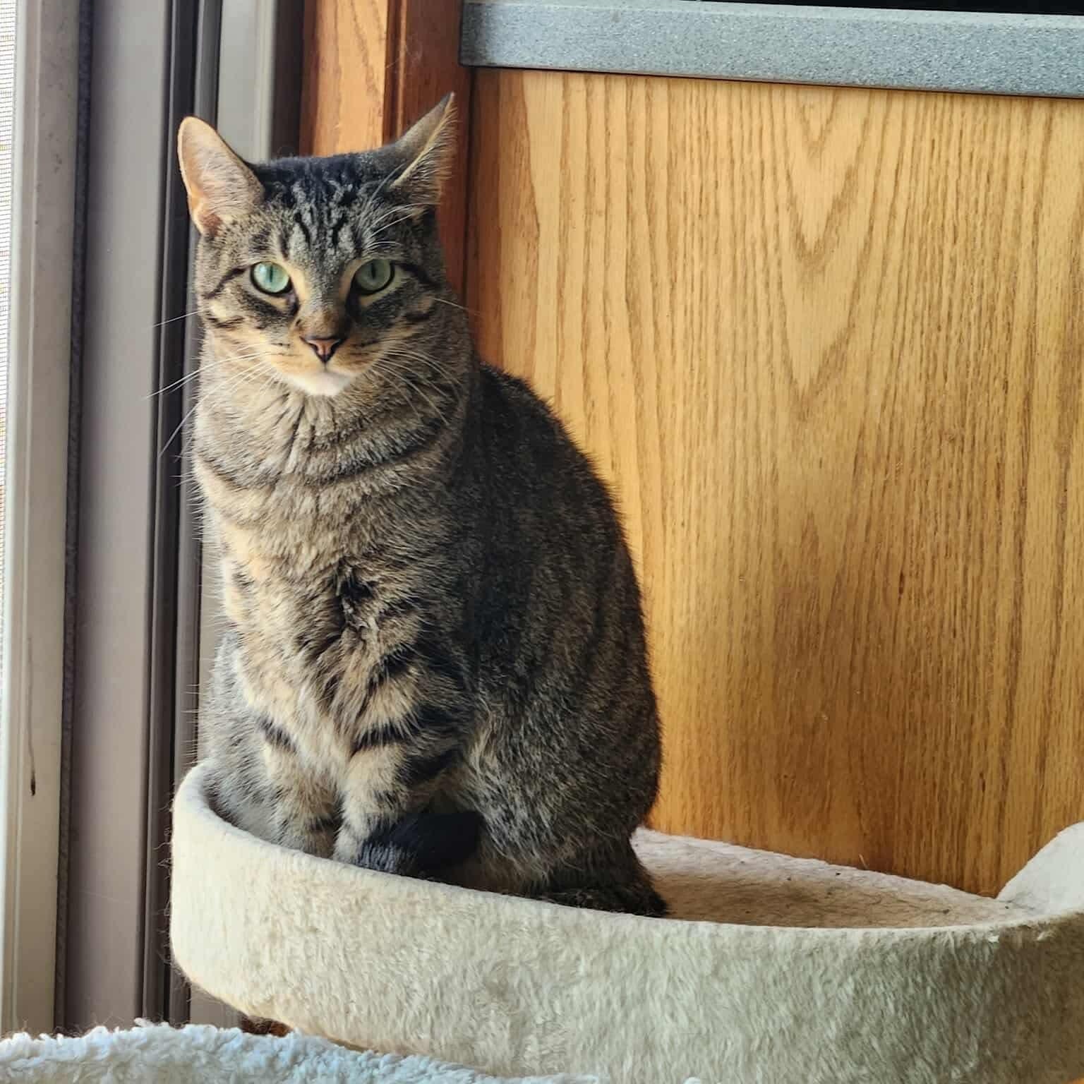 Pee Wee (bonded with Peanut), Adoptable, Young Male Domestic Short Hair.