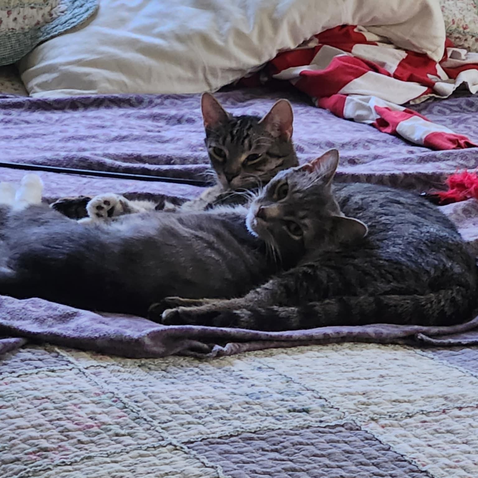 Pee Wee (bonded with Peanut), a Adoptable Domestic Short Hair in Madison , WI image 2/6