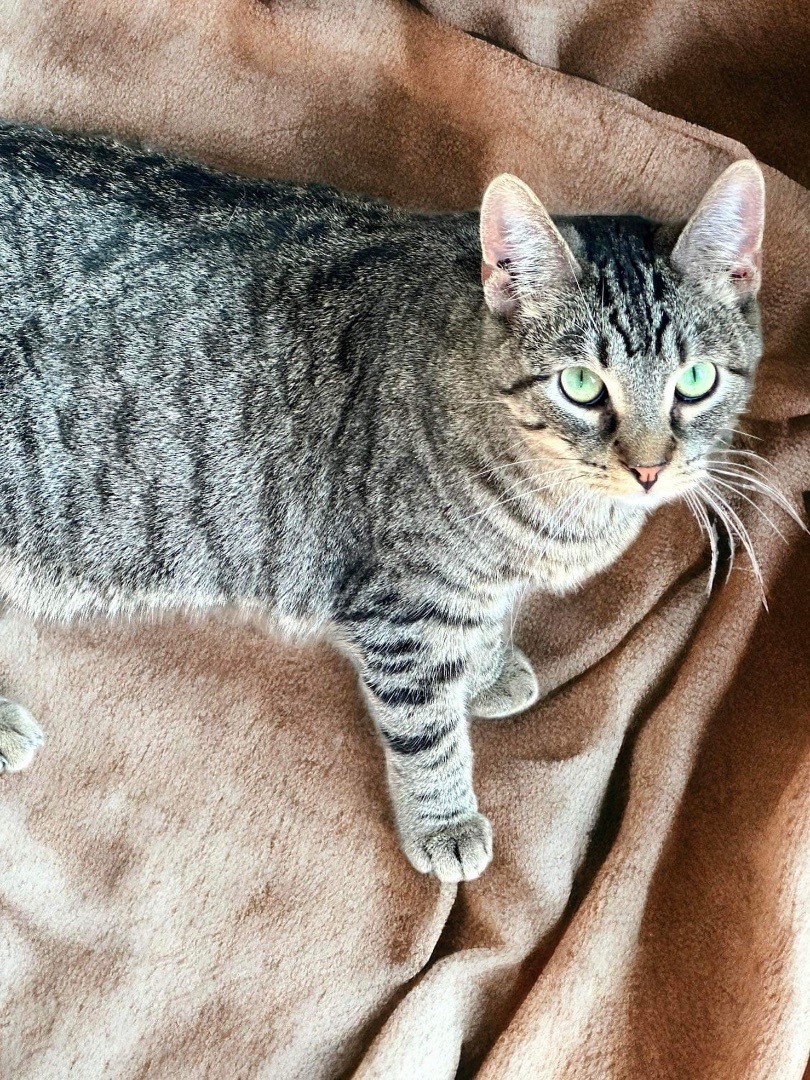 Pee Wee (bonded with Peanut), a Adoptable Domestic Short Hair in Madison , WI image 6/6