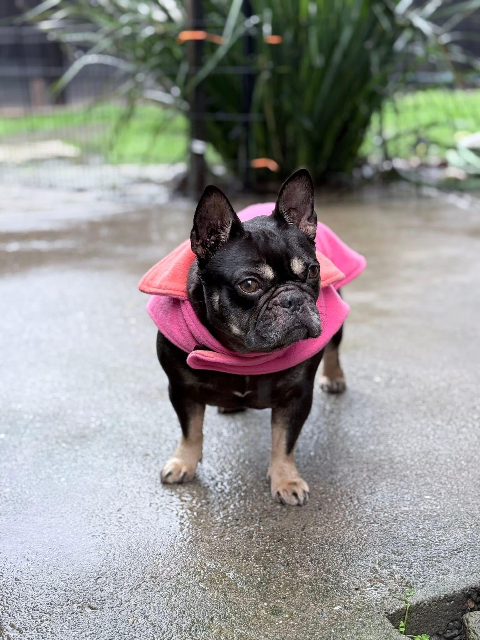 Lovey, adopted, Young Female French Bulldog.