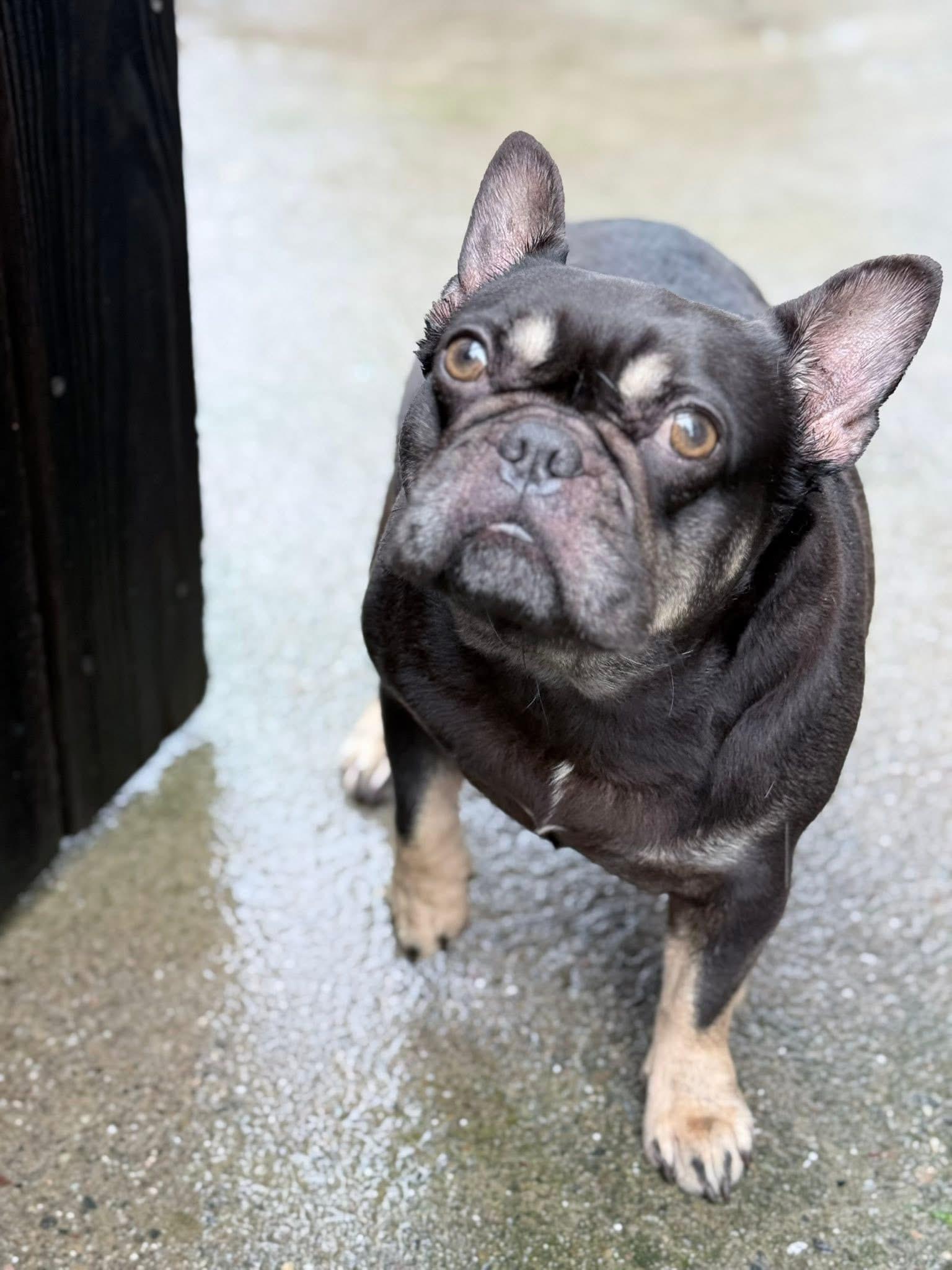 Lovey, an adopted French Bulldog in rio vista, CA image 2/5