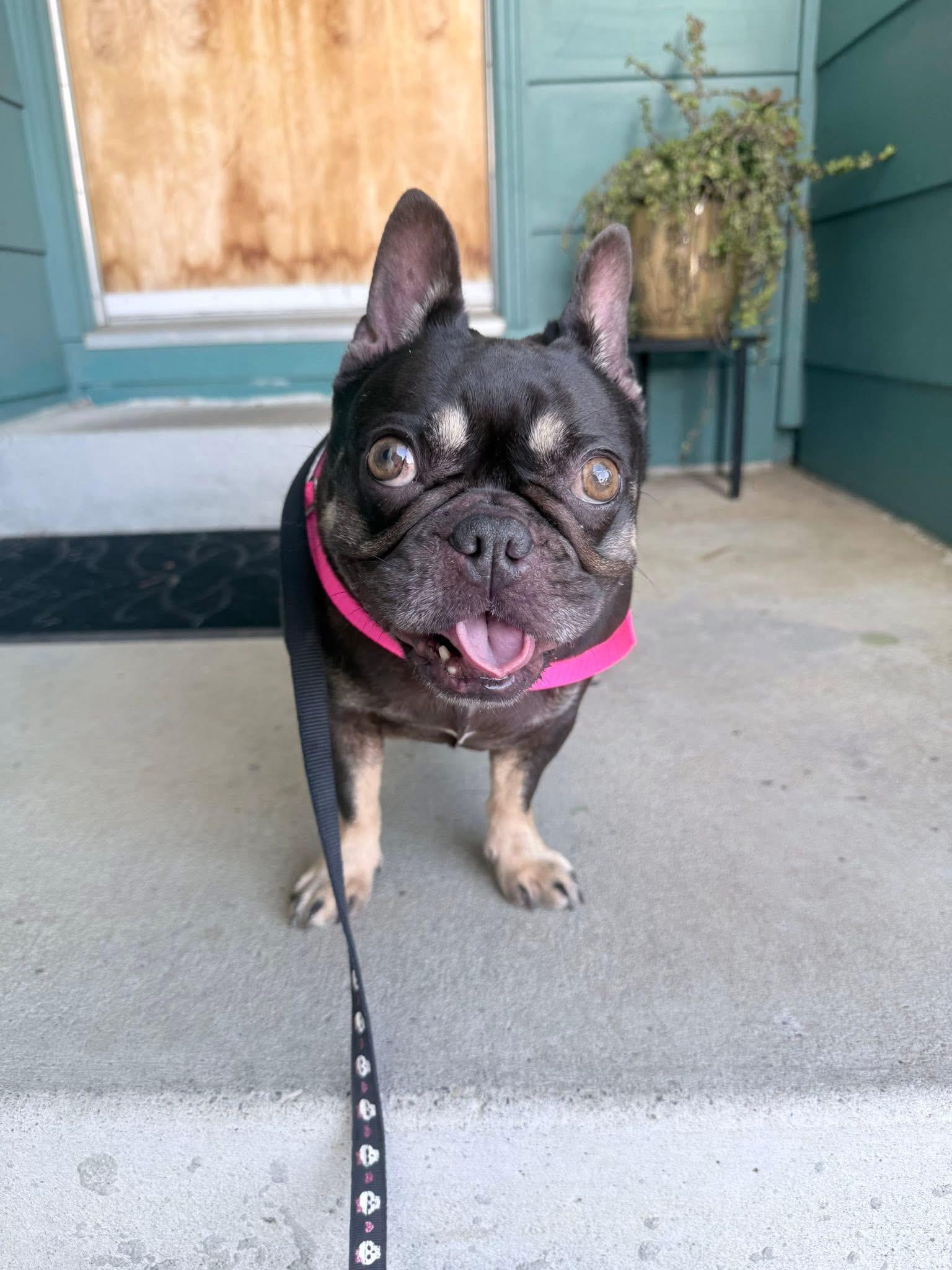 Lovey, an adopted French Bulldog in rio vista, CA image 3/5