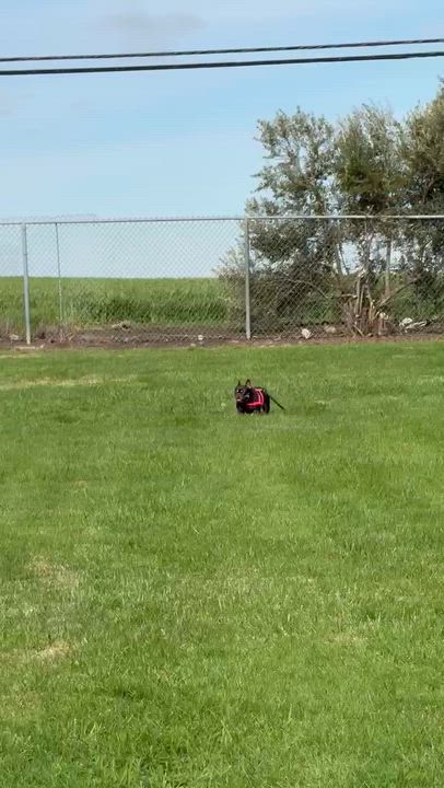 Enlarge Lovey, an adopted French Bulldog in rio vista, CA video 5/5