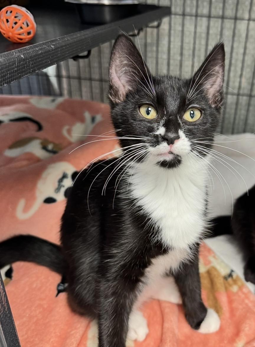 Olivia, adopted, Young Female Domestic Short Hair.