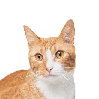 Jinx @ Fat Cat Cafe, ADOPTABLE, Adult Male Domestic Short Hair.