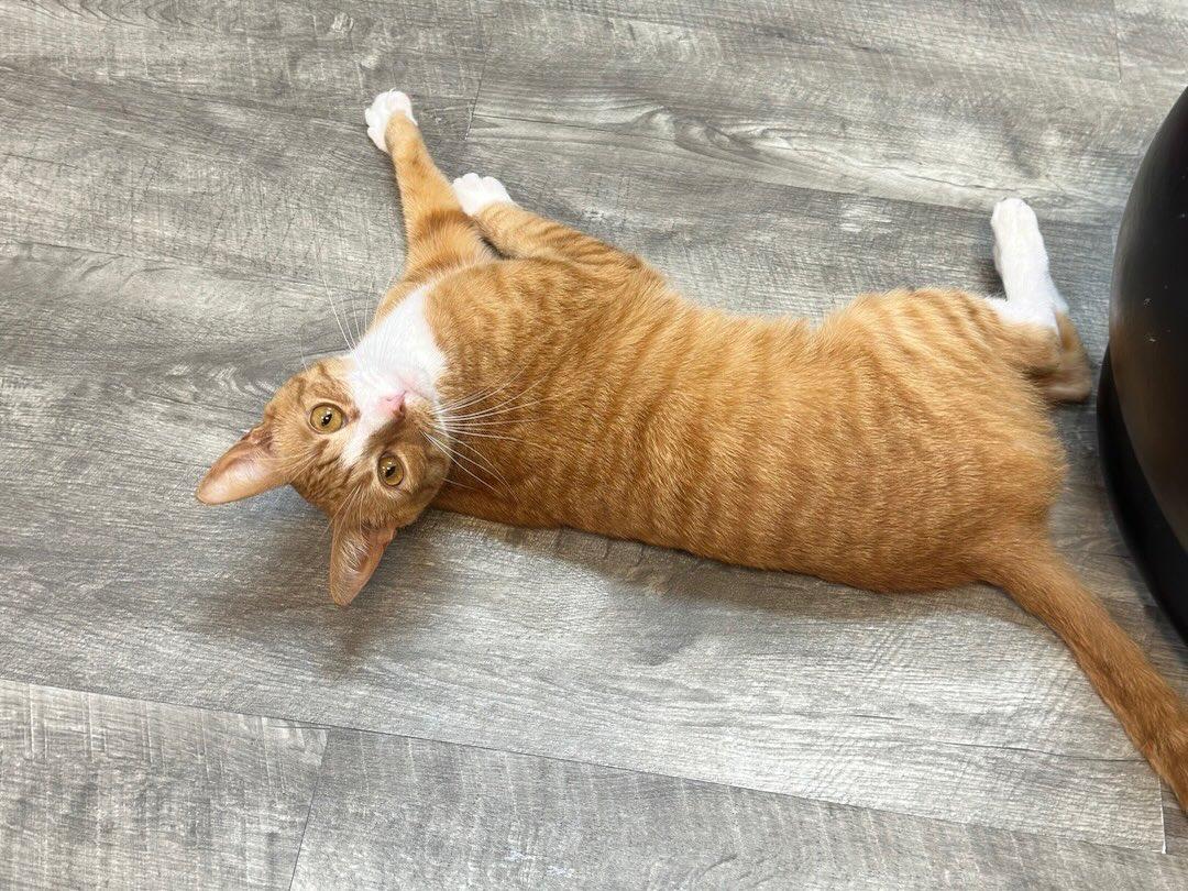 Jinx @ Fat Cat Cafe, a ADOPTABLE Domestic Short Hair in Tallahassee, FL image 3/5