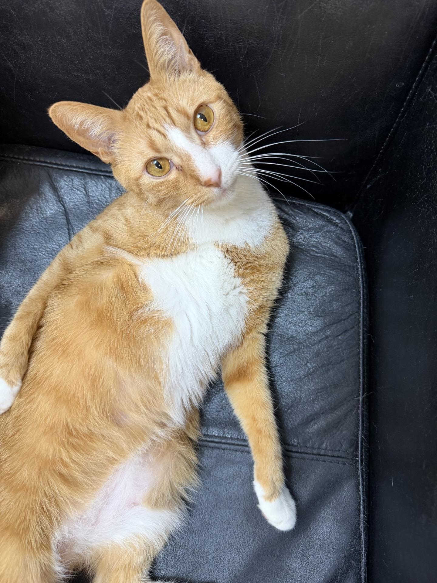 Jinx @ Fat Cat Cafe, a ADOPTABLE Domestic Short Hair in Tallahassee, FL image 5/5