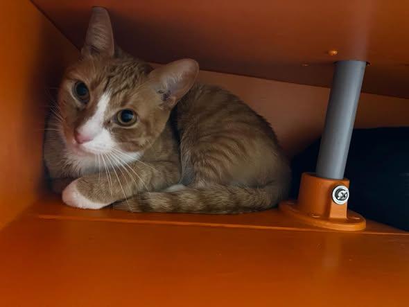 Jinx @ Fat Cat Cafe, a ADOPTABLE Domestic Short Hair in Tallahassee, FL image 4/5