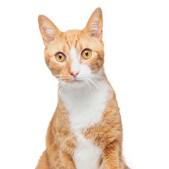 Jinx @ Fat Cat Cafe, a ADOPTABLE Domestic Short Hair in Tallahassee, FL image 2/5