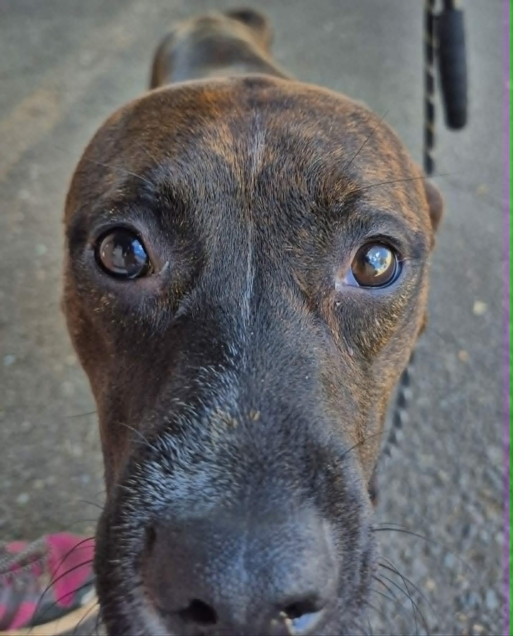 Enlarge Sissy, a ADOPTABLE mixed breed in Grants Pass, OR image 2/6