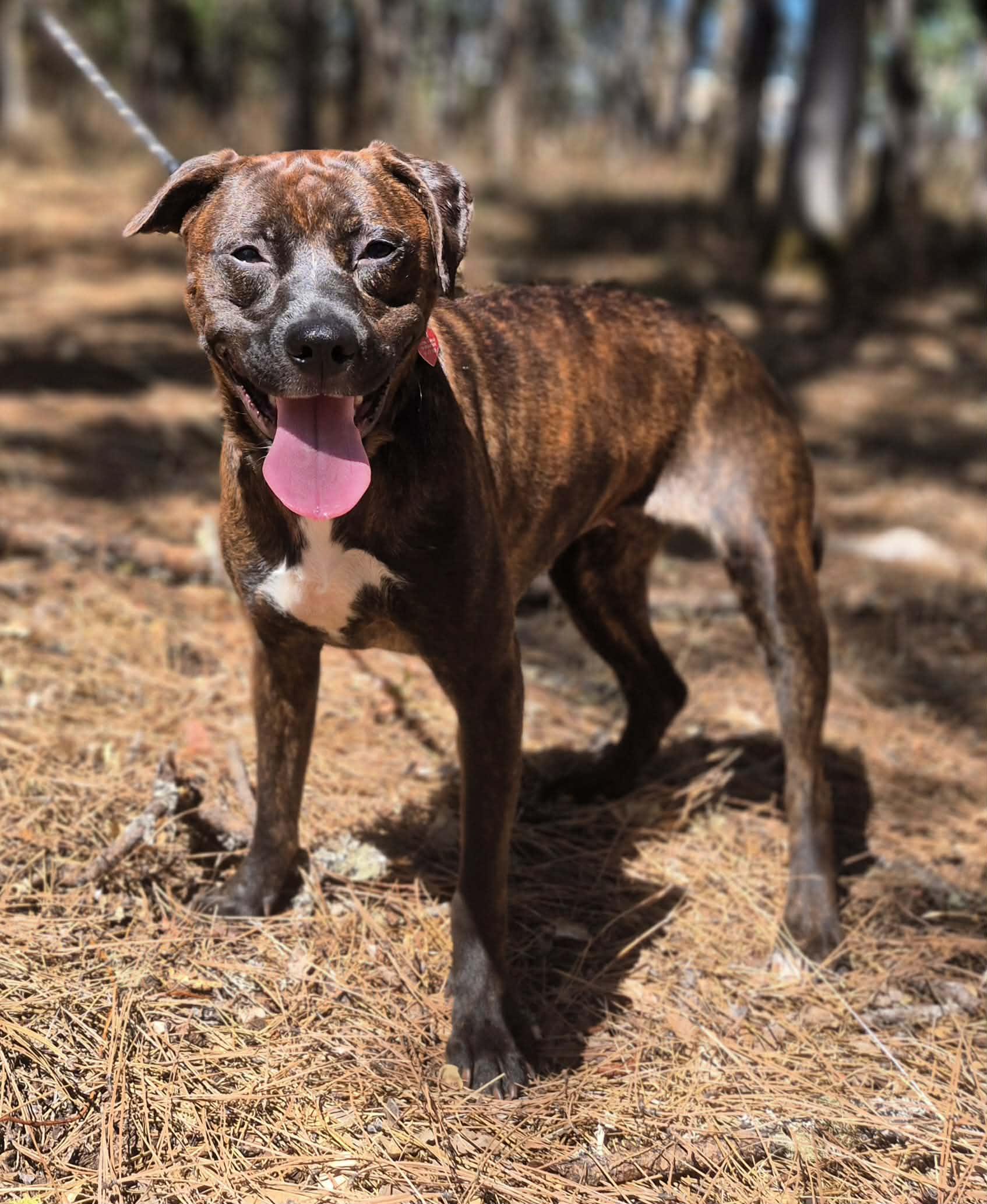 Enlarge Sissy, a ADOPTABLE mixed breed in Grants Pass, OR image 1/6