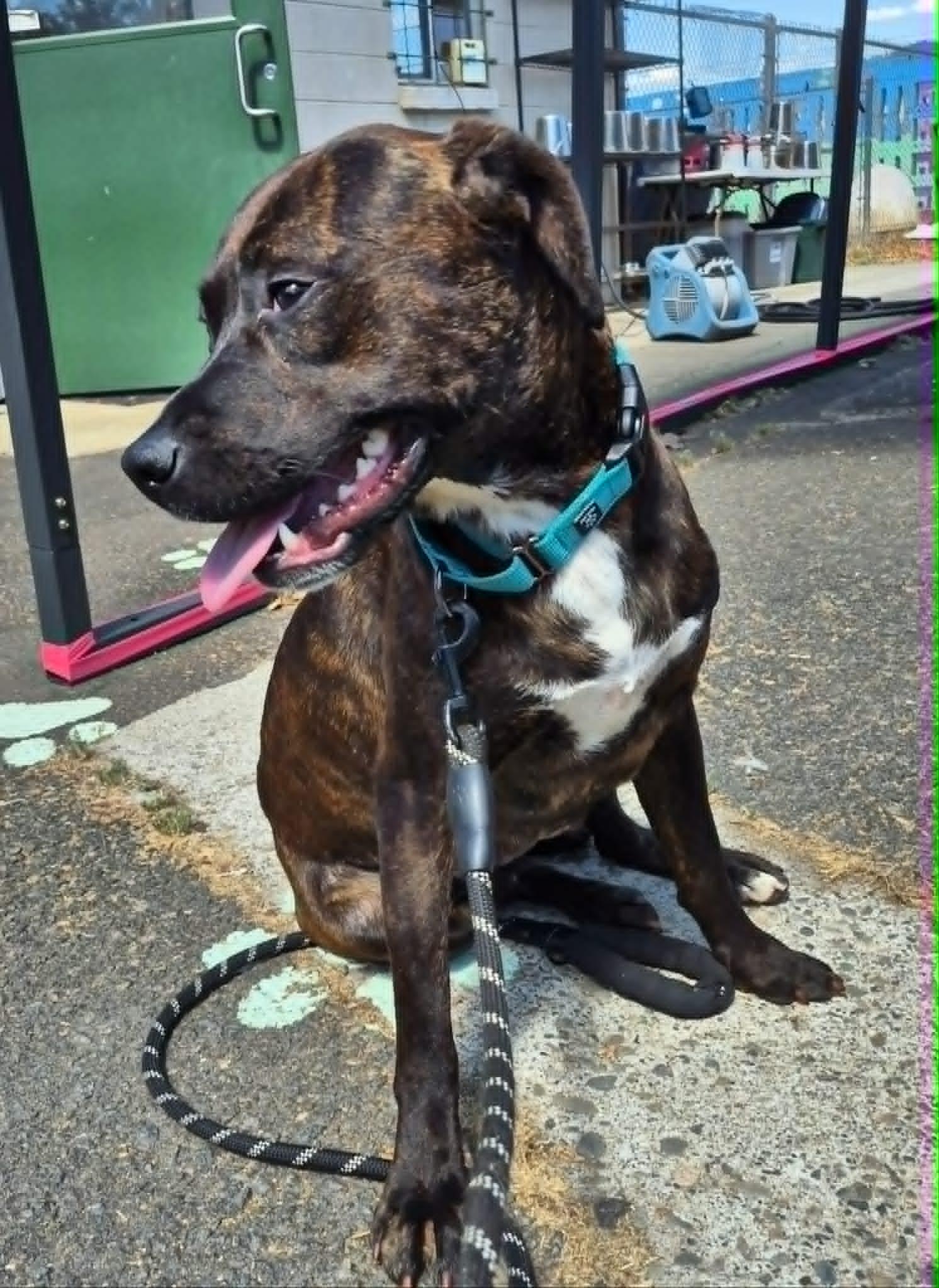 Enlarge Sissy, a ADOPTABLE mixed breed in Grants Pass, OR image 6/6