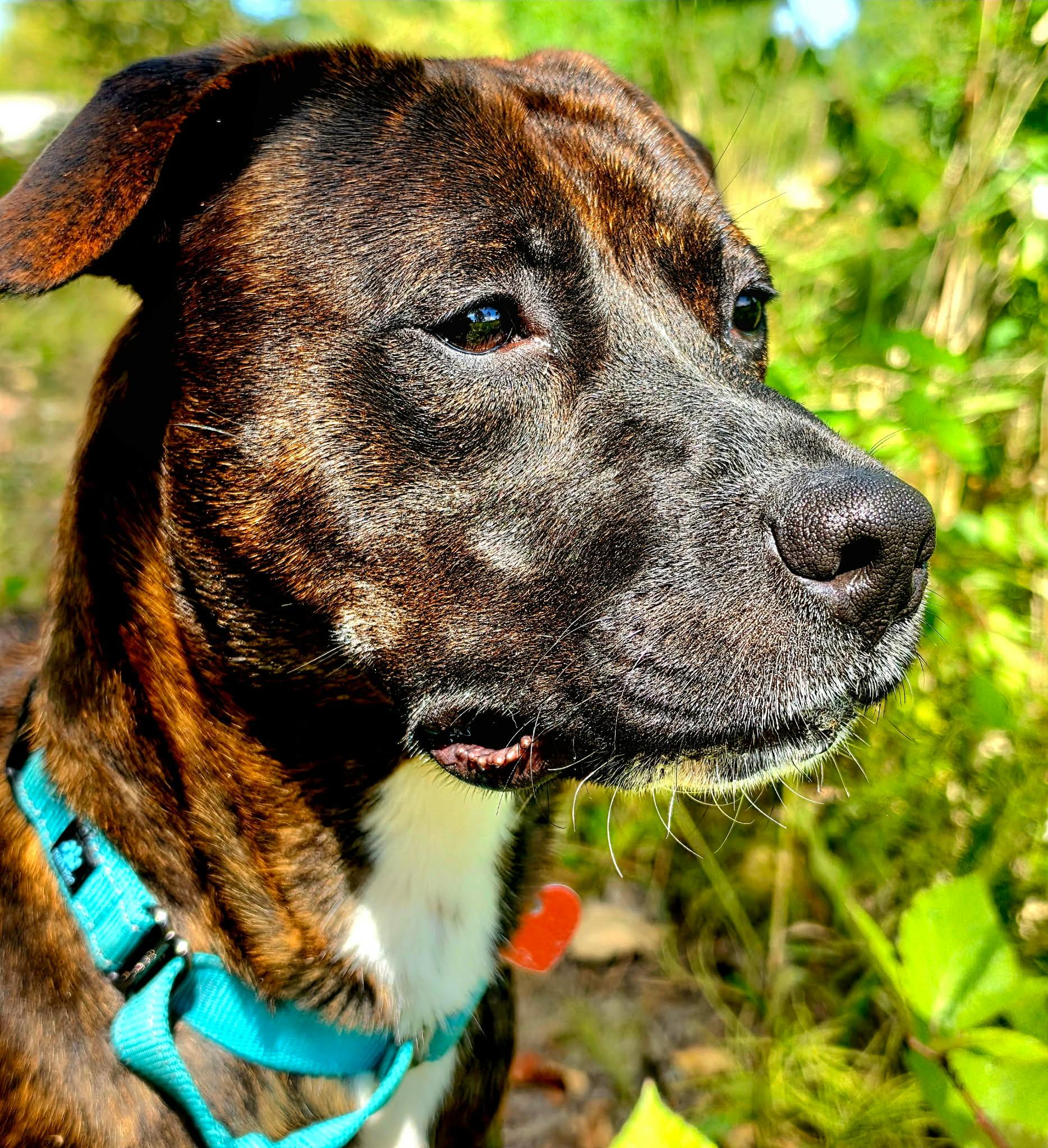 Sissy, Adoptable, Young Female Pit Bull Terrier & Mixed Breed.