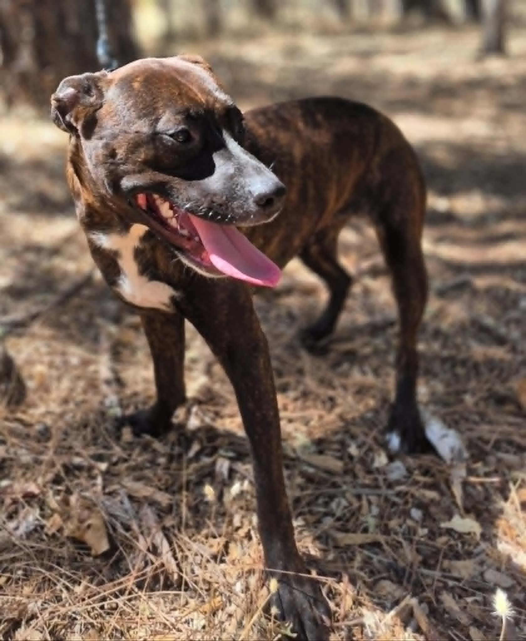 Enlarge Sissy, a ADOPTABLE mixed breed in Grants Pass, OR image 3/6