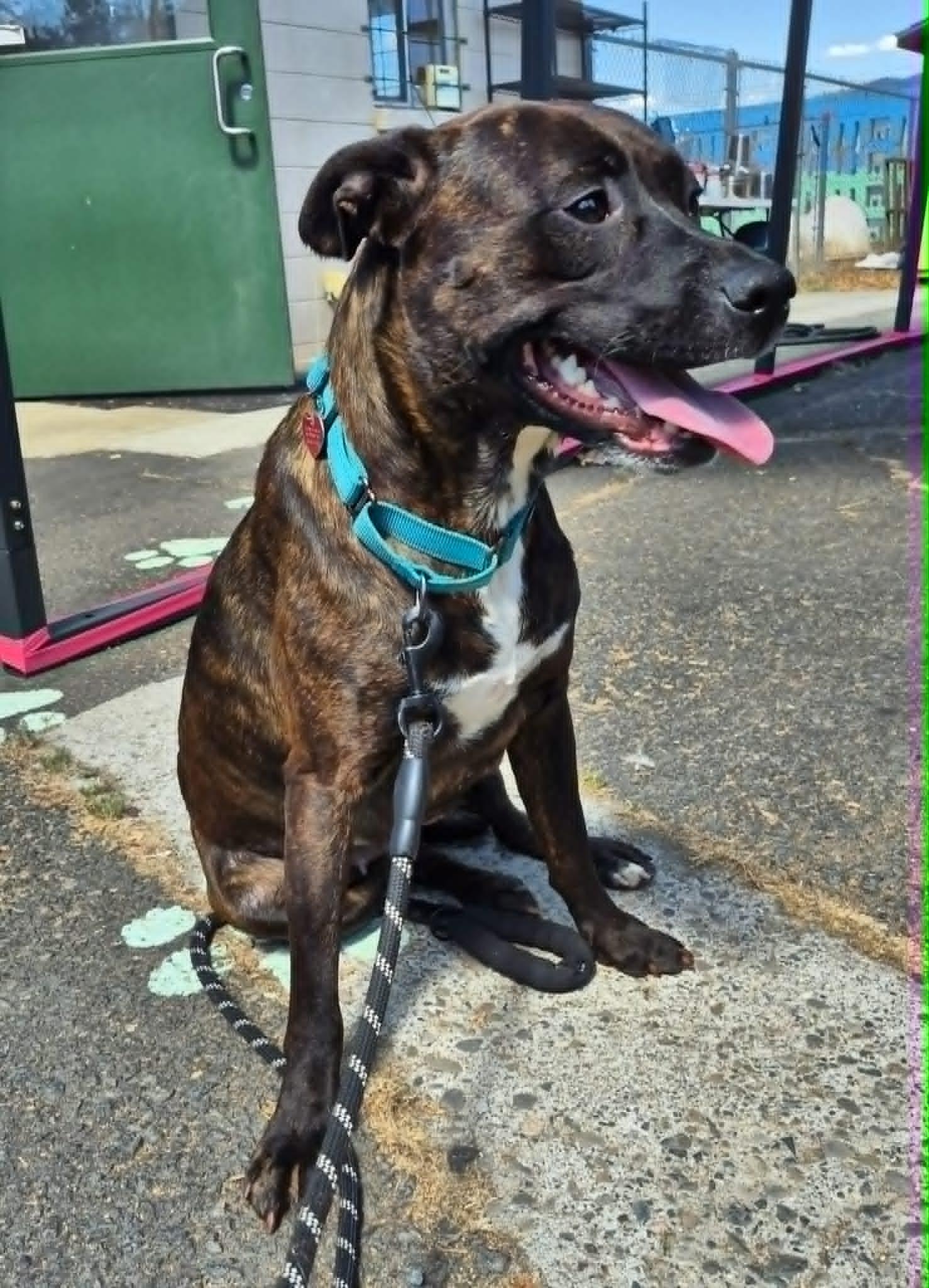 Enlarge Sissy, a ADOPTABLE mixed breed in Grants Pass, OR image 5/6