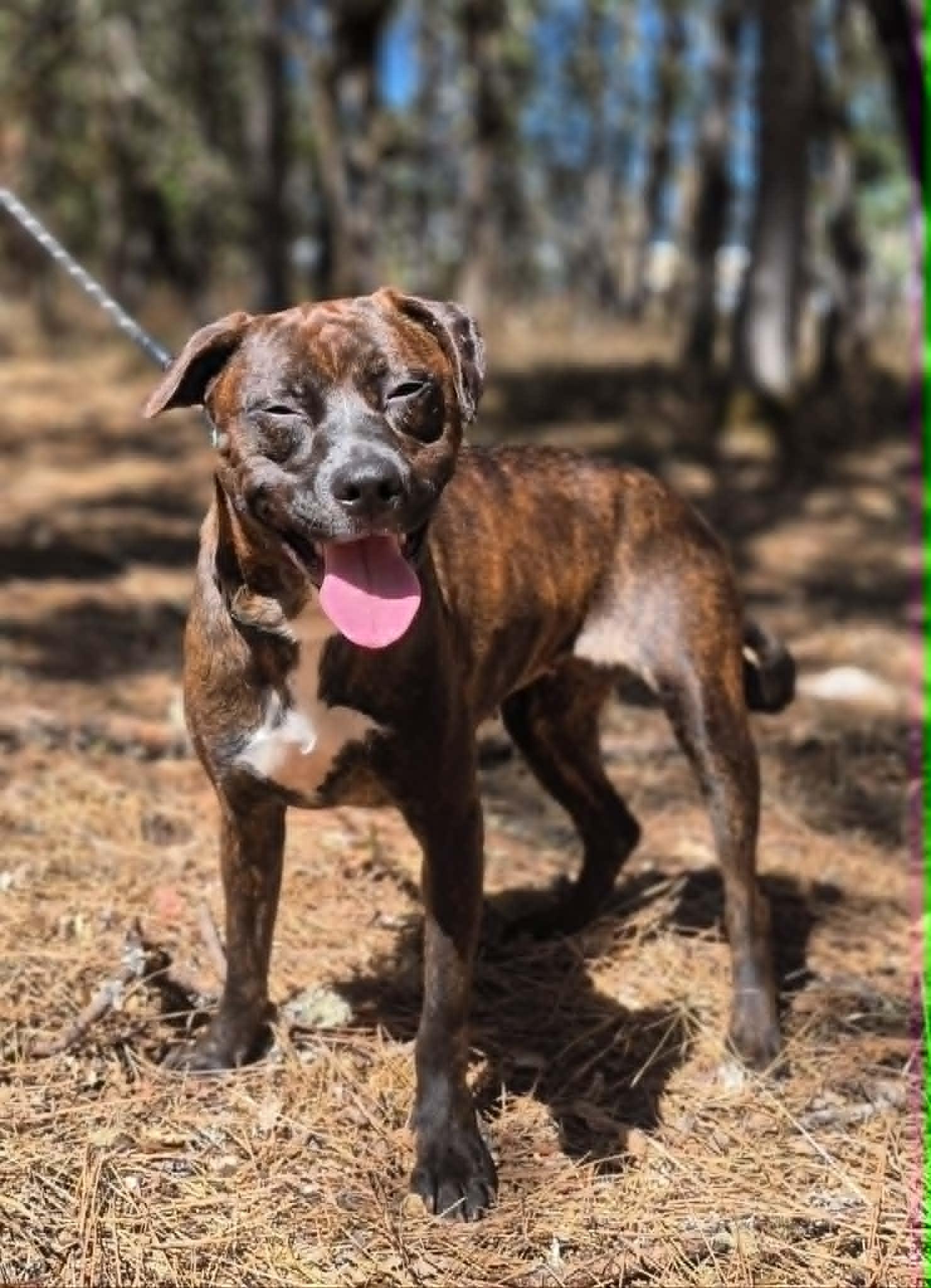 Enlarge Sissy, a ADOPTABLE mixed breed in Grants Pass, OR image 4/6