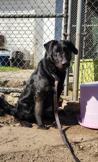 Enlarge RANGER, a ADOPTABLE mixed breed in Reed City, MI image 4/4