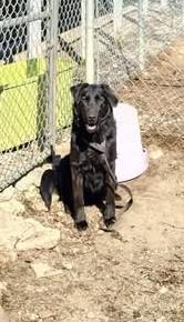 RANGER, ADOPTABLE, Adult Male Golden Retriever & German Shepherd Dog.