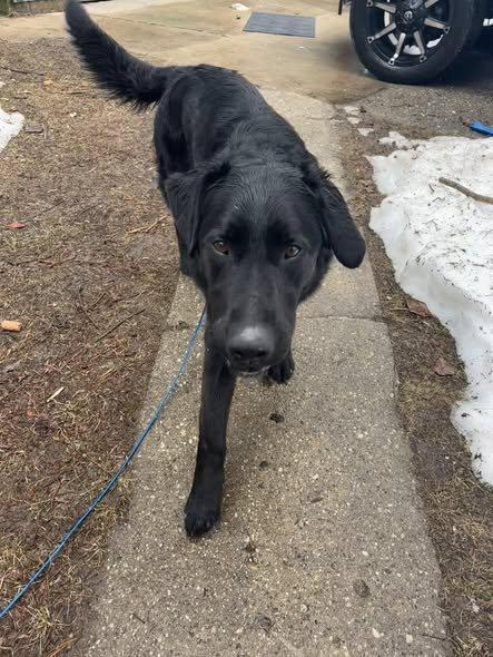 Enlarge RANGER, a ADOPTABLE mixed breed in Reed City, MI image 3/4