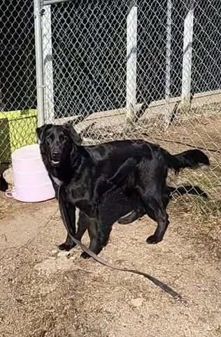 Enlarge RANGER, a ADOPTABLE mixed breed in Reed City, MI image 2/4