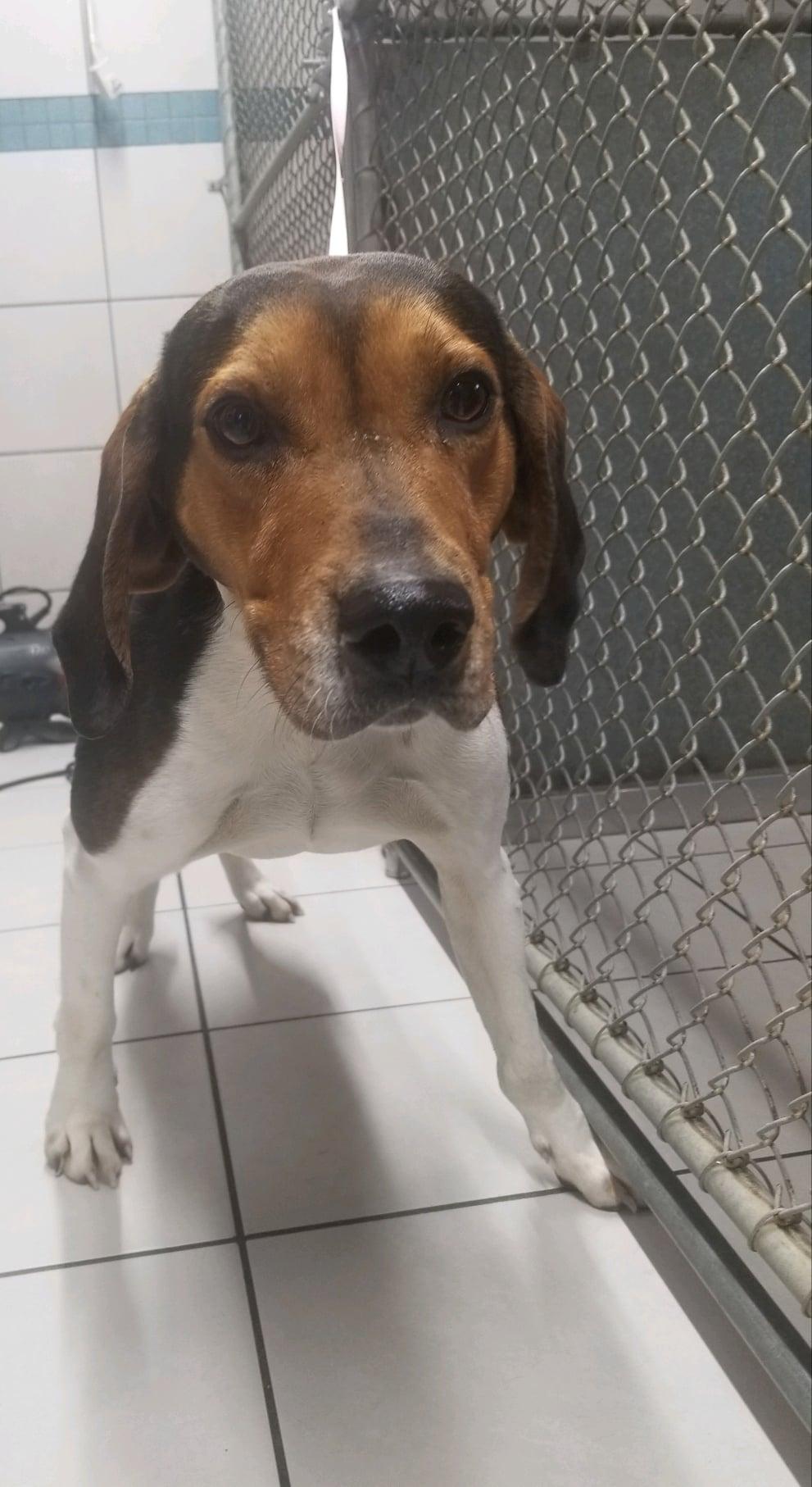Slick Rick, an adoptable Hound in Monticello, IN, 47960 | Photo Image 2