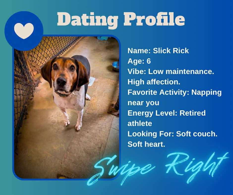Slick Rick, Adoptable, Young Male Hound.