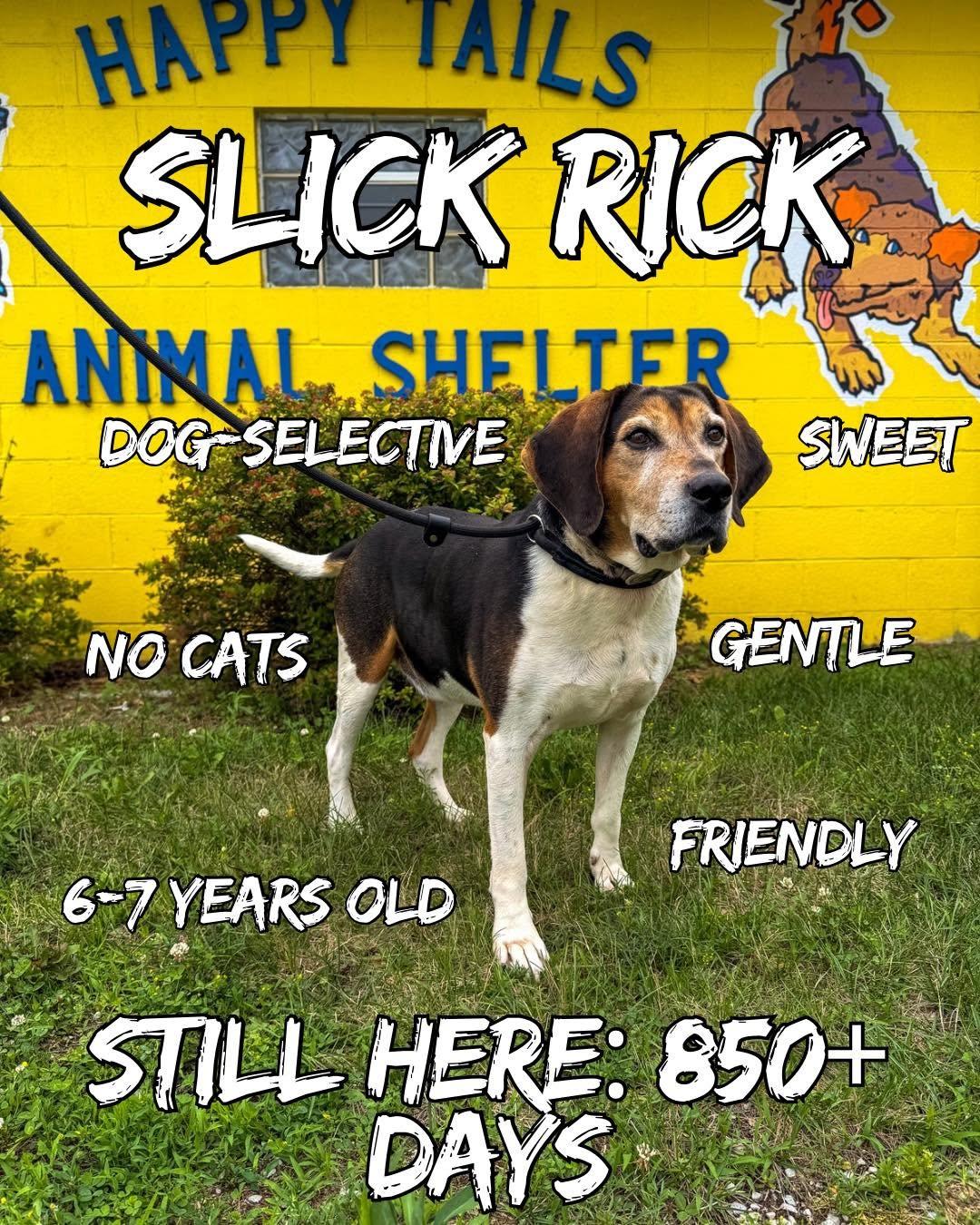 Enlarge Slick Rick, a Adoptable Hound in Monticello, IN image 1/4