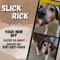 Enlarge Slick Rick, a Adoptable Hound in Monticello, IN image 2/4