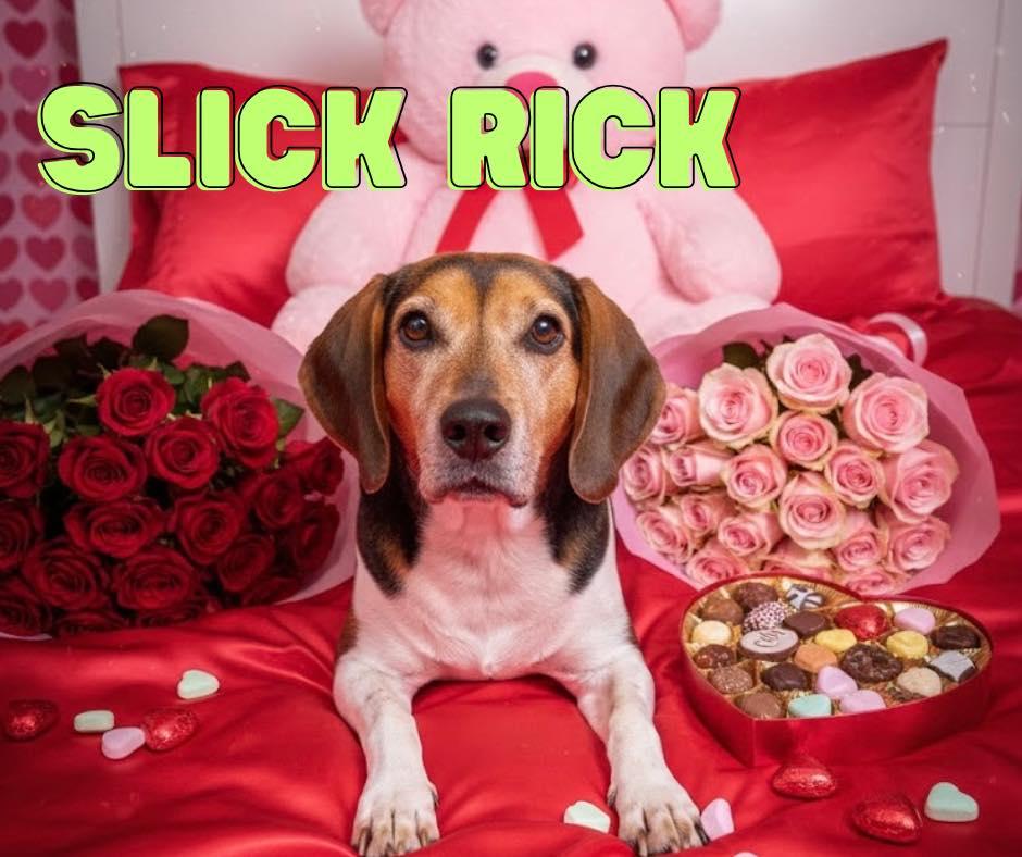 Slick Rick, Adoptable, Young Male Hound.