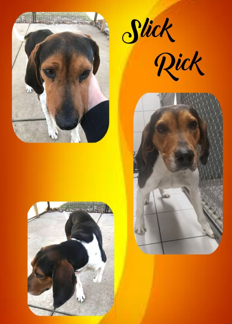 Slick Rick, a Adoptable Hound in Monticello, IN image 2/3