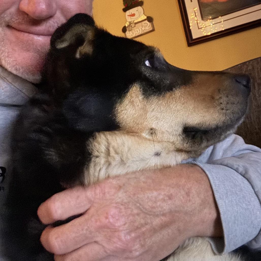 Enlarge Sweetie, a Adoptable Shepherd in Pittsburg, KS image 1/4