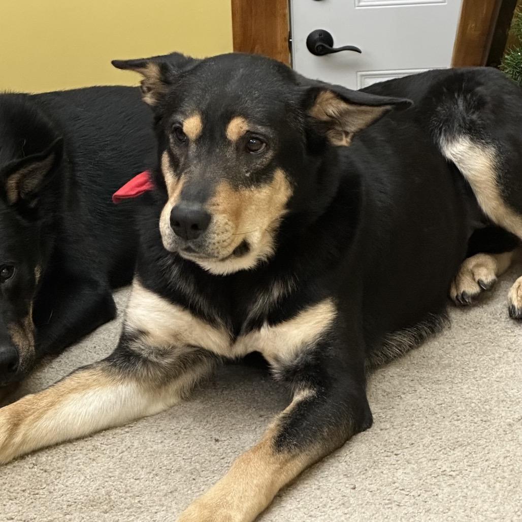 Enlarge Sweetie, a Adoptable Shepherd in Pittsburg, KS image 2/4