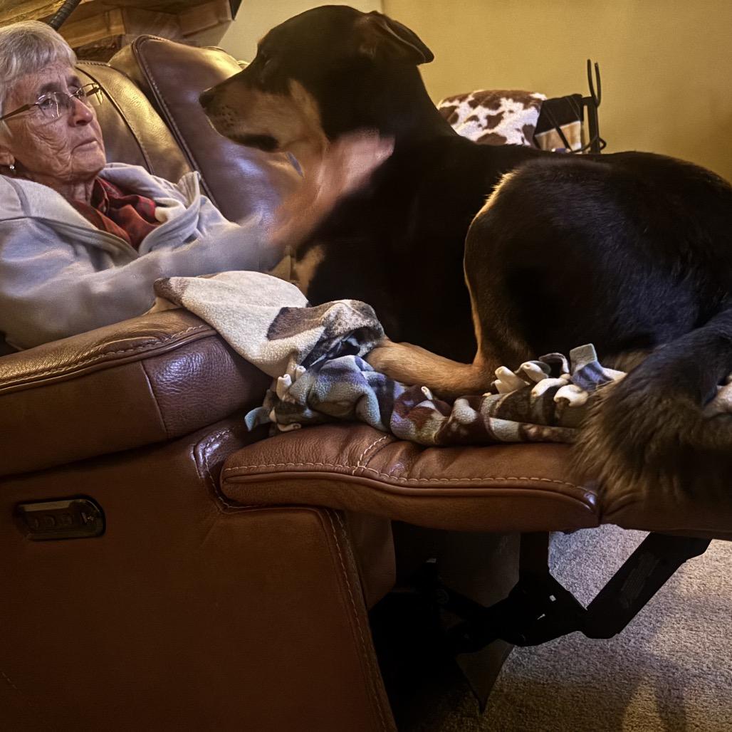 Enlarge Sweetie, a Adoptable Shepherd in Pittsburg, KS image 3/4