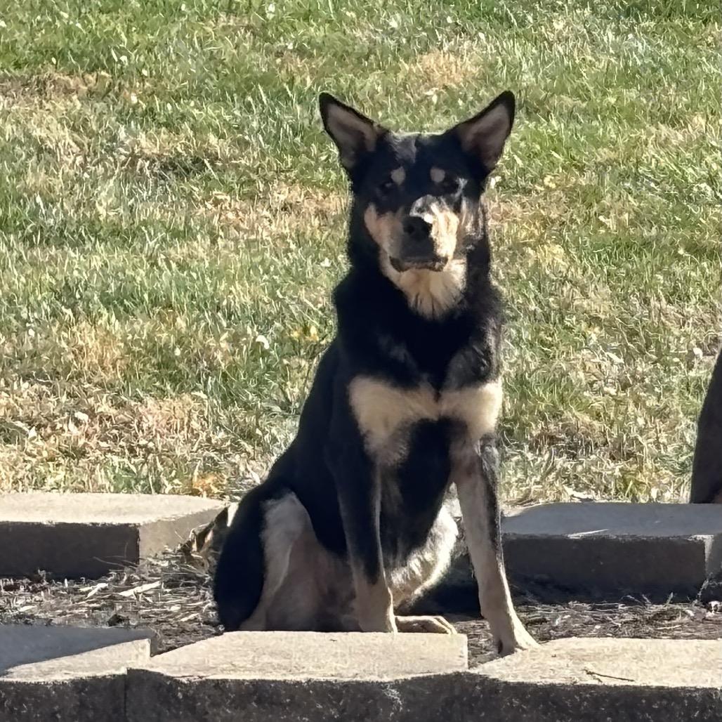 Enlarge Sweetie, a Adoptable Shepherd in Pittsburg, KS image 4/4