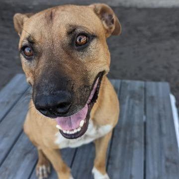Enlarge Titan, a Adoptable mixed breed in Ocala, FL image 1/1
