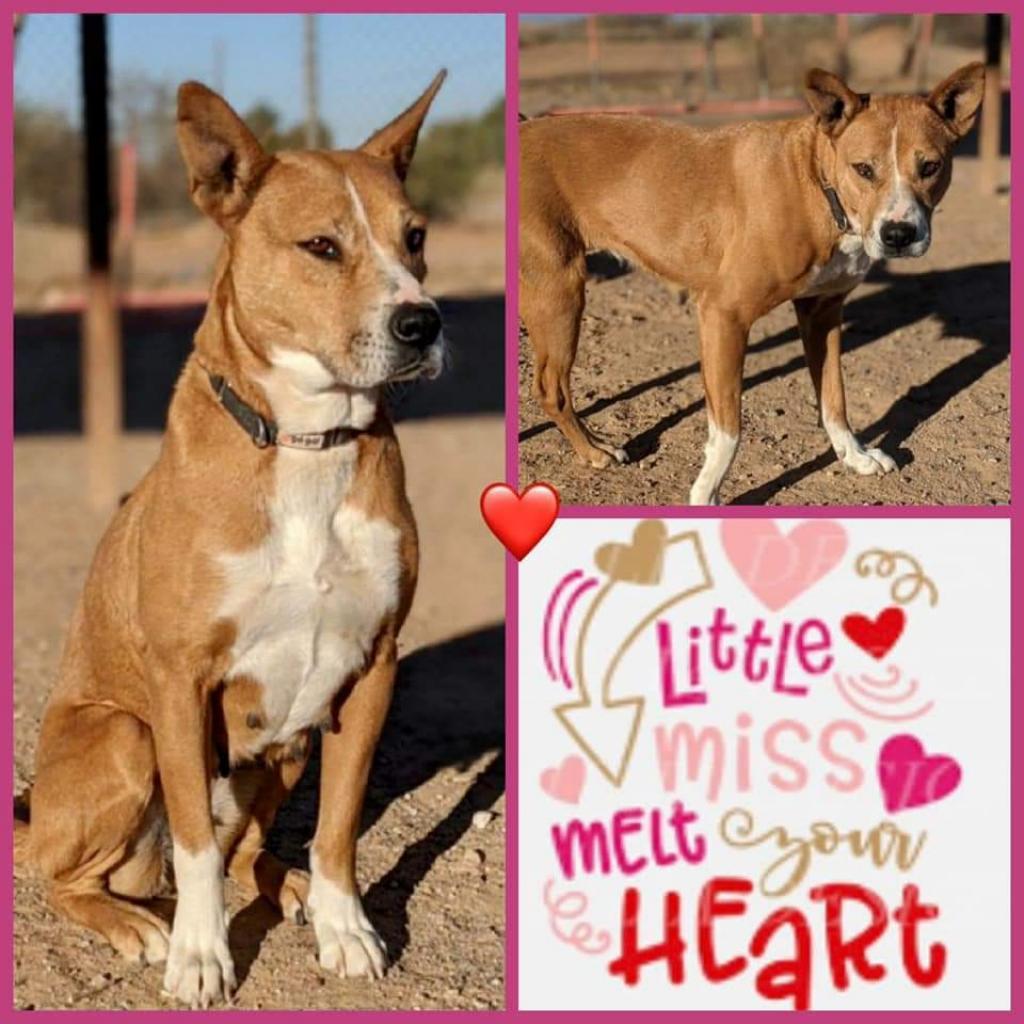 Enlarge Lola, an adoptable mixed breed in Casa Grande, AZ image 1/1