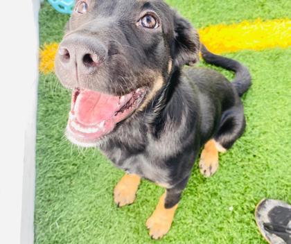 Enlarge Jack, a Adoptable mixed breed in Alamo Heights, TX image 1/3