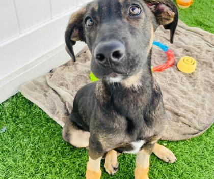 Enlarge Jack, a Adoptable mixed breed in Alamo Heights, TX image 2/3