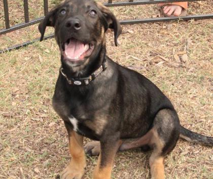 Enlarge Jack, a Adoptable mixed breed in Alamo Heights, TX image 3/3