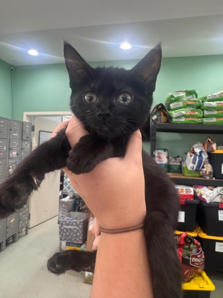 Cuatro, Adoptable, Young Female Domestic Short Hair.