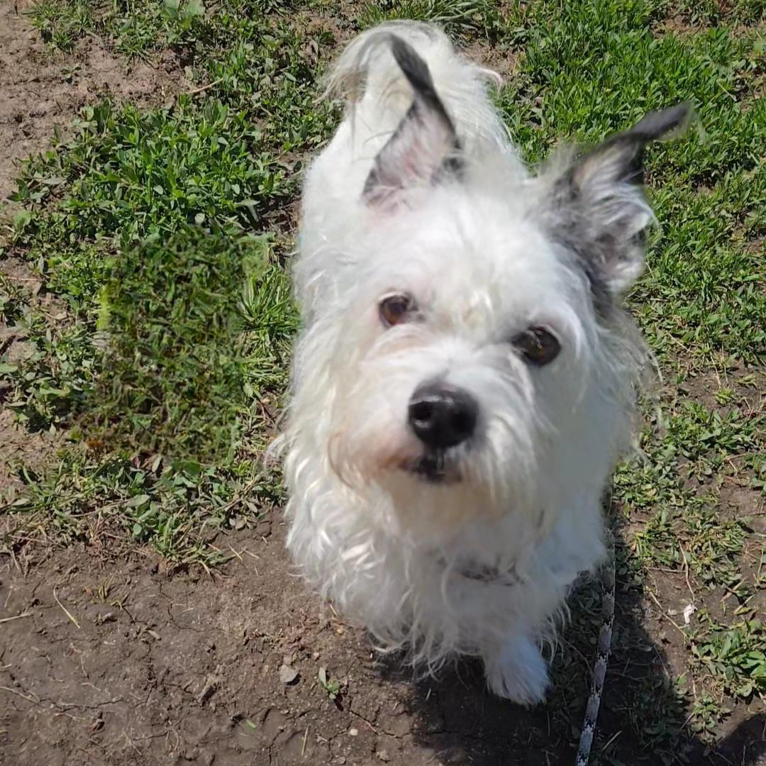 Sprocket, an adopted mixed breed in Normal, IL image 5/5